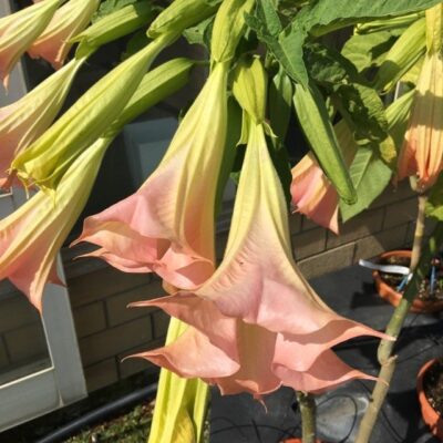 fiore di datura brugmansia arborea rosa