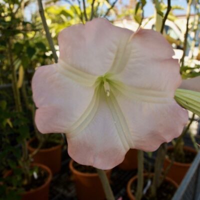 DATURA ROSA