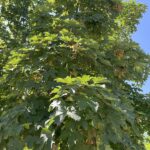 Dettaglio Acer pseudoplatanus ACERO DI MONTE - Vivai Frappetta