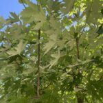 Dettaglio Acer saccharinum ACERO ARGENTEO