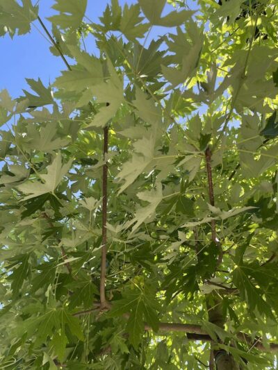 Dettaglio Acer saccharinum ACERO ARGENTEO