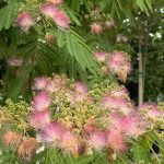 Dettaglio Albizia julibrissin 'Rosea' MIMOSA DI COSTANTINOPOLI - Vivai Frappetta