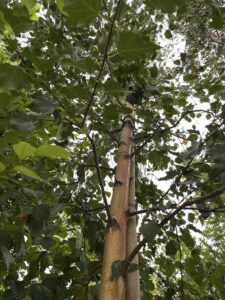 Dettaglio Betula pendula BETULLA PIANGENTE - Vivai Frappetta