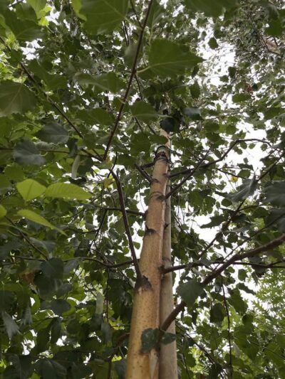 Dettaglio Betula pendula BETULLA PIANGENTE - Vivai Frappetta