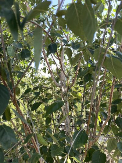 Dettaglio Betula utilis BETULLA DELL’HIMALAYA