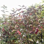 Dettaglio Euonymus europaeus - Vivai Frappetta