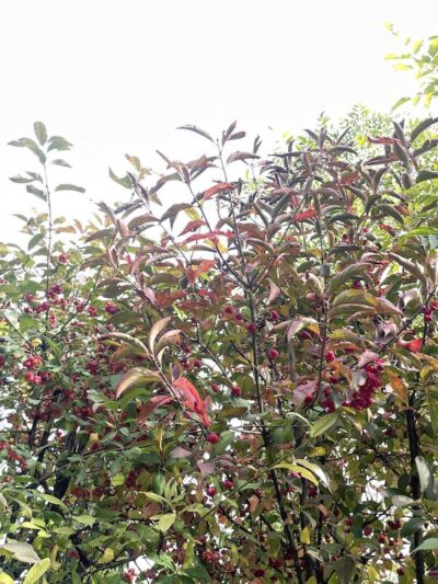 Dettaglio Euonymus europaeus - Vivai Frappetta