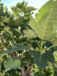 Dettaglio Fico Fiorone
