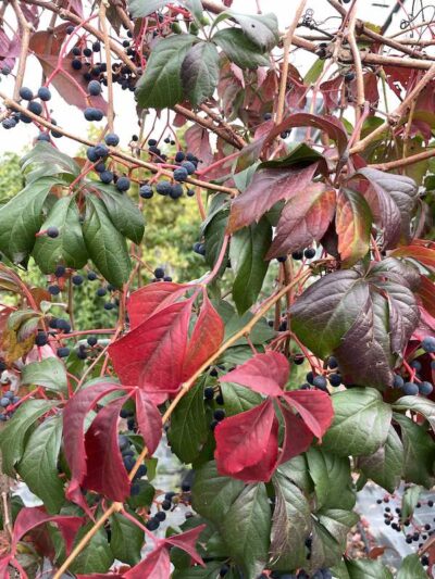 Dettaglio Foglie Parthenocissus quinquefolia VITE DEL CANADA - Vivai Frappetta