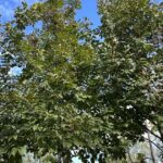 Dettaglio Fraxinus ornus ORNIELLO - Vivai Frappetta