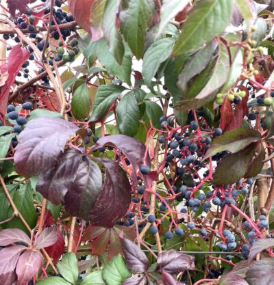 Dettaglio Frutti Parthenocissus quinquefolia VITE DEL CANADA Vivai Frappetta