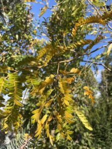 Dettaglio Gleditsia triacanthos 'Sunburst' SPINO DI GIUDA - Autunno 2022 - Vivai Frappetta