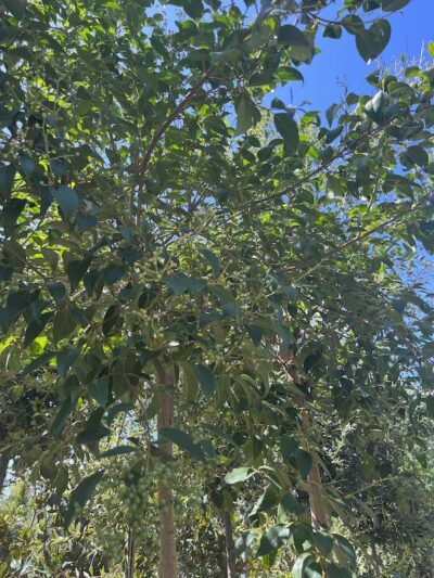 Dettaglio Ligustrum japonicum