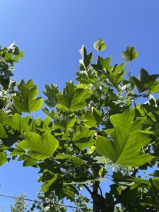 Dettaglio Liriodendron tulipifera Vivai Frappetta