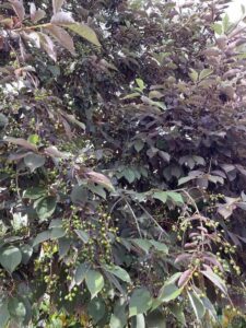Dettaglio Prunus virginiana 'Schubert'