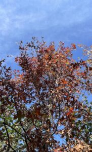 Dettaglio Quercus palustris - Vivai Frappetta