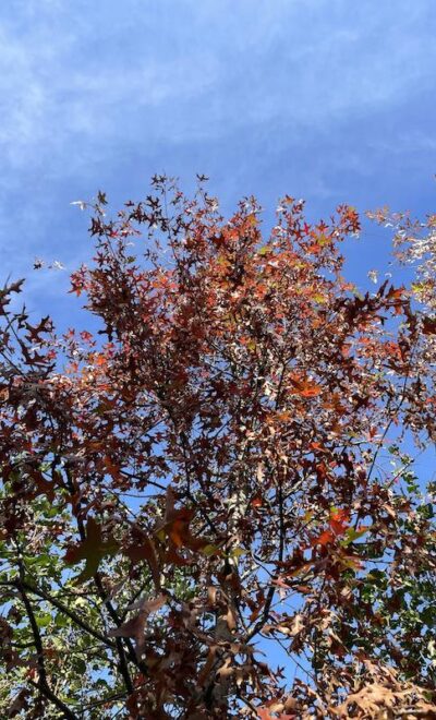 Dettaglio Quercus palustris - Vivai Frappetta