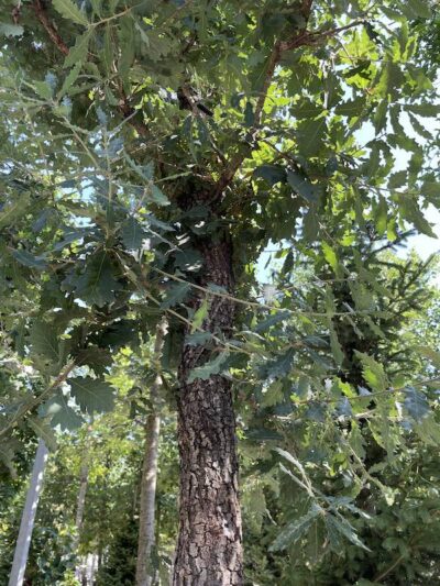 Dettaglio Quercus pubescens ROVERELLA