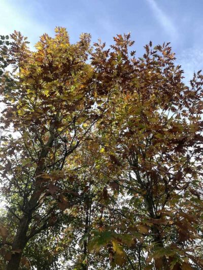 Dettaglio Quercus rubra QUERCIA ROSSA AMERICANA - Vivai Frappetta
