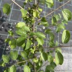 Dettaglio Rhamnus alaternus ALATERNO