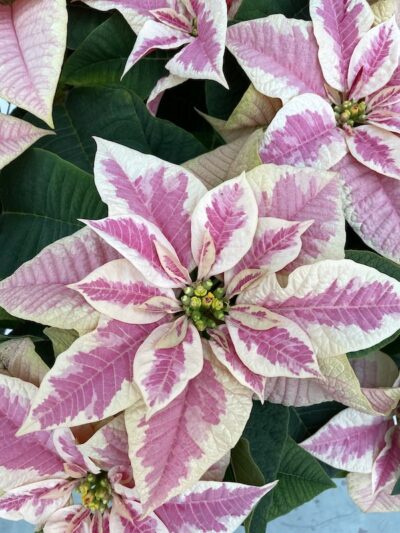 Dettaglio Stella di Natale Rosa variegata Crema