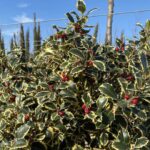 Dettaglio agrifoglio Ilex aquifolium 'Variegatum' Vivai Frappetta