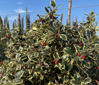 Dettaglio agrifoglio Ilex aquifolium 'Variegatum' Vivai Frappetta