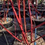 Dettaglio di Cornus alba 'Baton Rouge' - Vivai FRappetta