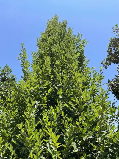 Dettaglio foglie Carpinus betulus 'Pyramidalis'
