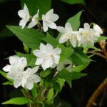fiori di deutzia gracilis