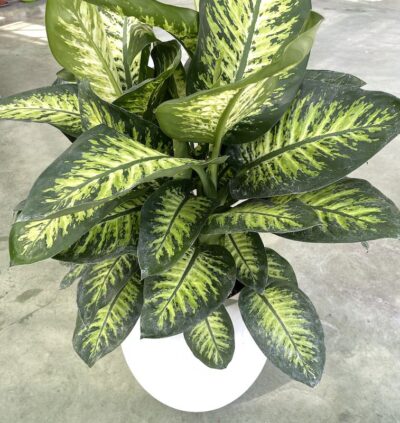 Dieffenbachia 'Tropic White' Vaso 35cm