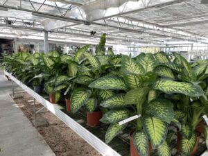 Dieffenbachia 'Tropic White' - Vivai Frappetta