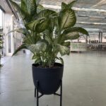 Dieffenbachia ‘Tropic White’ - Vivai Frappetta