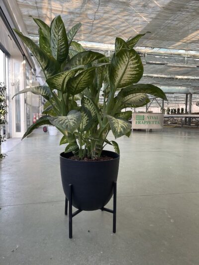 Dieffenbachia ‘Tropic White’ - Vivai Frappetta