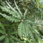 foglie di dizygotheca elegantissima