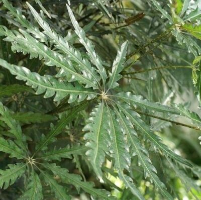 foglie di dizygotheca elegantissima