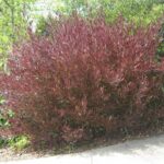 pianta di dodonaea viscosa purpurea