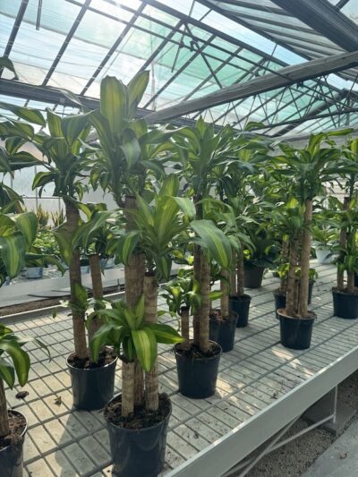 Dracaena fragrans 'Massangeana'