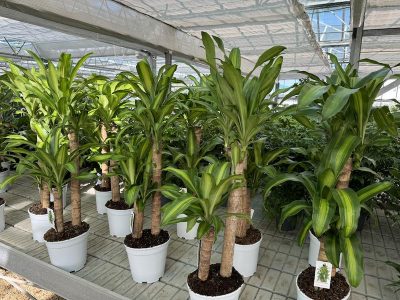 Dracaena fragrans 'Massangeana' Vaso21