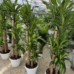Dracaena fragrans 'Massangeana' Vaso35