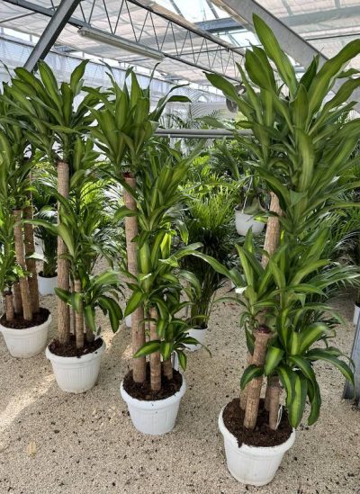 Dracaena fragrans 'Massangeana' Vaso35