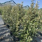 Elaeagnus x ebbingei 'Compacta'