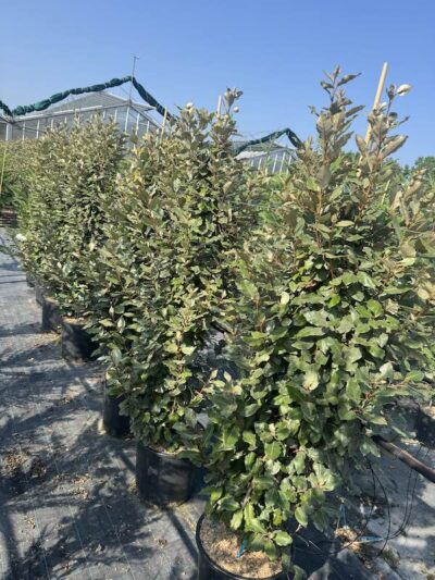 Elaeagnus x ebbingei 'Compacta'