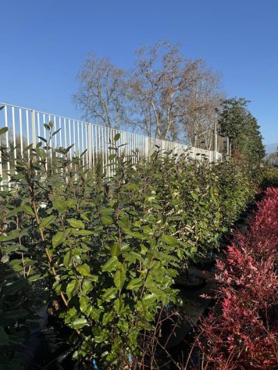 Elaeagnus x ebbingei 'Compacta'