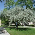 Primo piano di Elaeagnus angustifolia