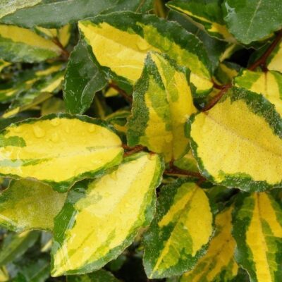 foglie di elaeagnus pungens maculata