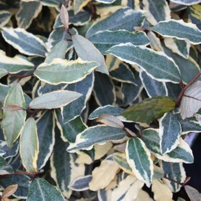 foglie di elaeagnus pungens variegata