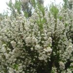 fiori di erica arborea
