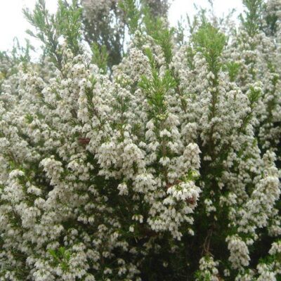 fiori di erica arborea