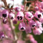 fiori di rosa canaliculata